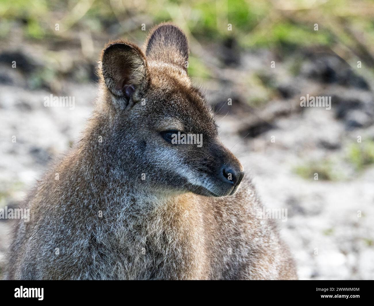 Portrait de tête d'un wallaby simple wallaby kangourou gros plan devant une paroi rocheuse Banque D'Images