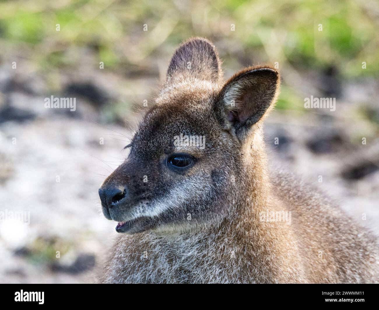 Portrait de tête d'un wallaby simple wallaby kangourou gros plan devant une paroi rocheuse Banque D'Images