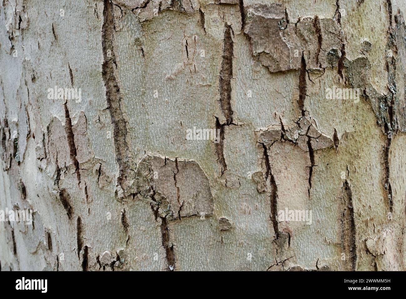 Écorce d'avion, tronc d'arbre Platanus acerifolia, gros plan. Fond abstrait naturel. Park Nove Mesto nad Vahom, Slovaquie Banque D'Images