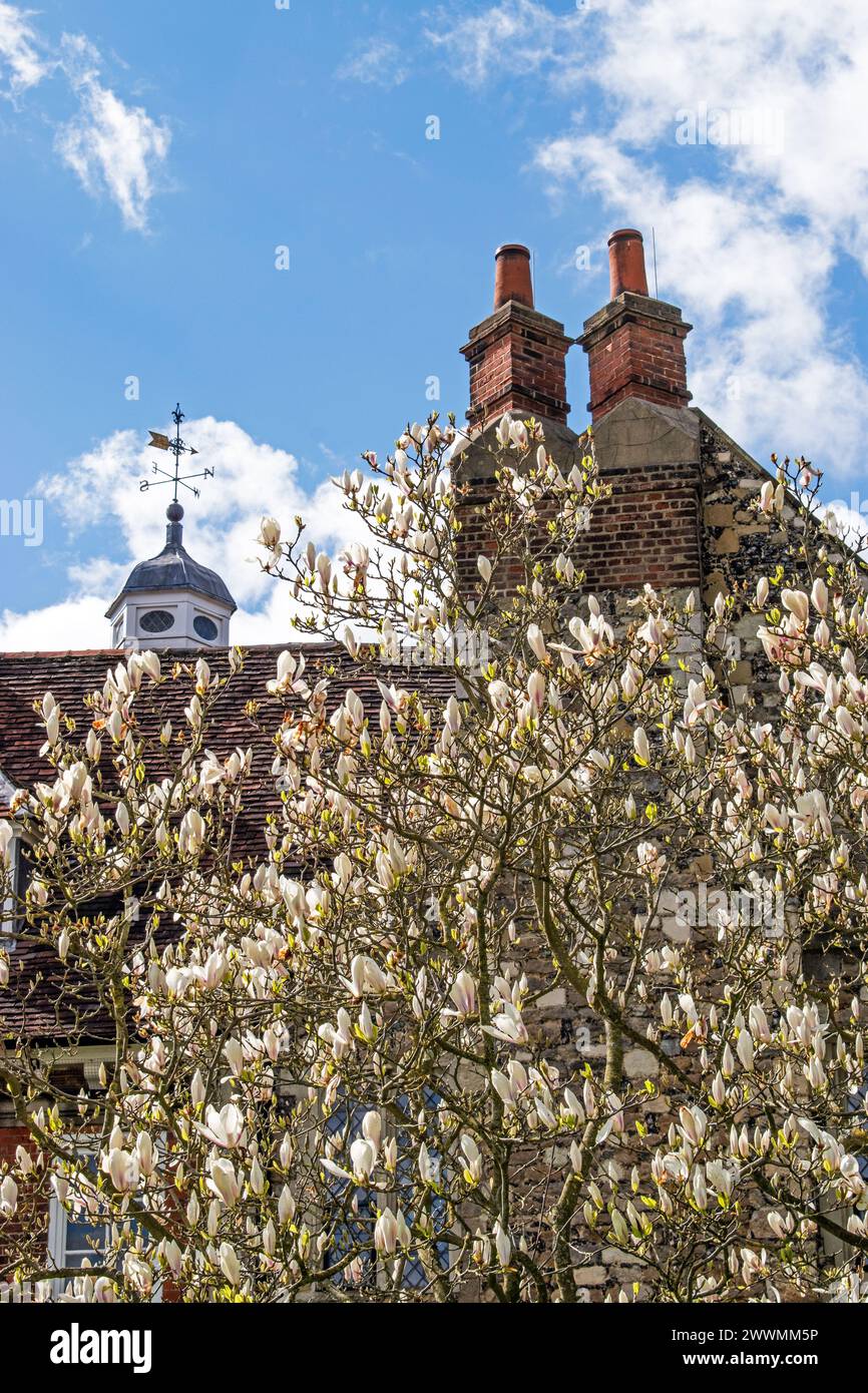 Magnolia Tree, girouette et cheminées à Hall place, Bexley, Kent, Angleterre Banque D'Images