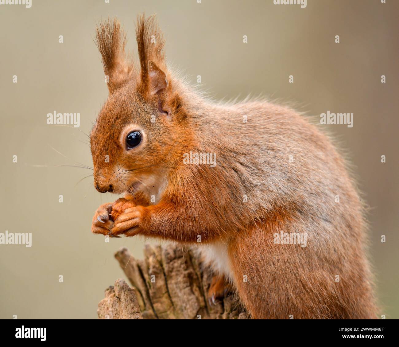 Écureuil rouge mignon et menacé Banque D'Images