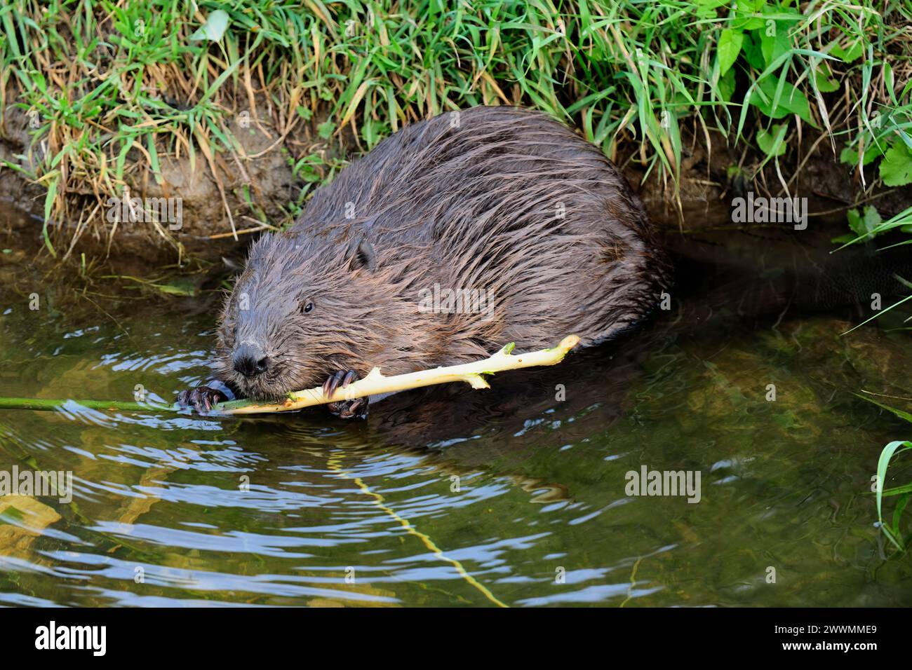 Castor eurasien humide, fibre de ricin avec de la nourriture dans l'eau, gros plan. Manger de l'écorce de bois. Vue de face. Trencin, Slovaquie. Banque D'Images