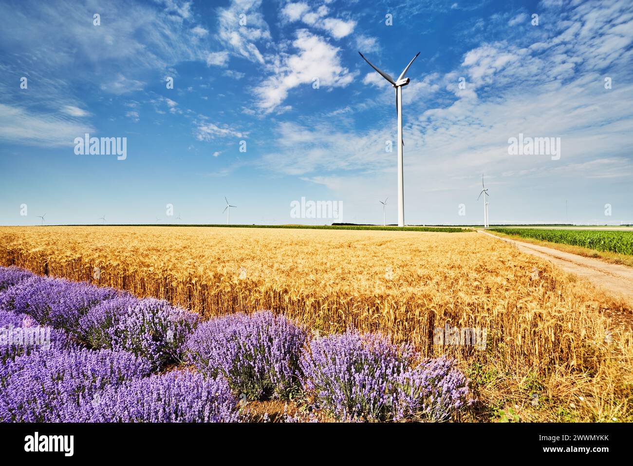 Paysage avec des éoliennes parmi les champs agricoles dans la campagne bulgare Banque D'Images