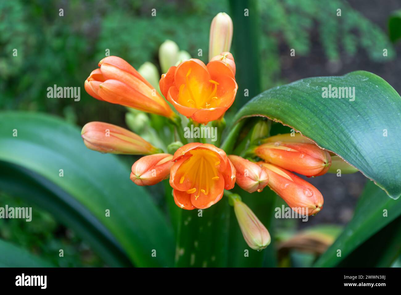 Clivia miniata, le lys Natal ou le lys du Bush, avec l'ombel de fleurs d'orange qui commence à s'ouvrir au printemps, Royaume-Uni Banque D'Images Clivia miniata, le lys Natal ou le lys du Bush, avec l'ombel de fleurs d'orange qui commence à s'ouvrir au printemps, Royaume-Uni Banque D'Images