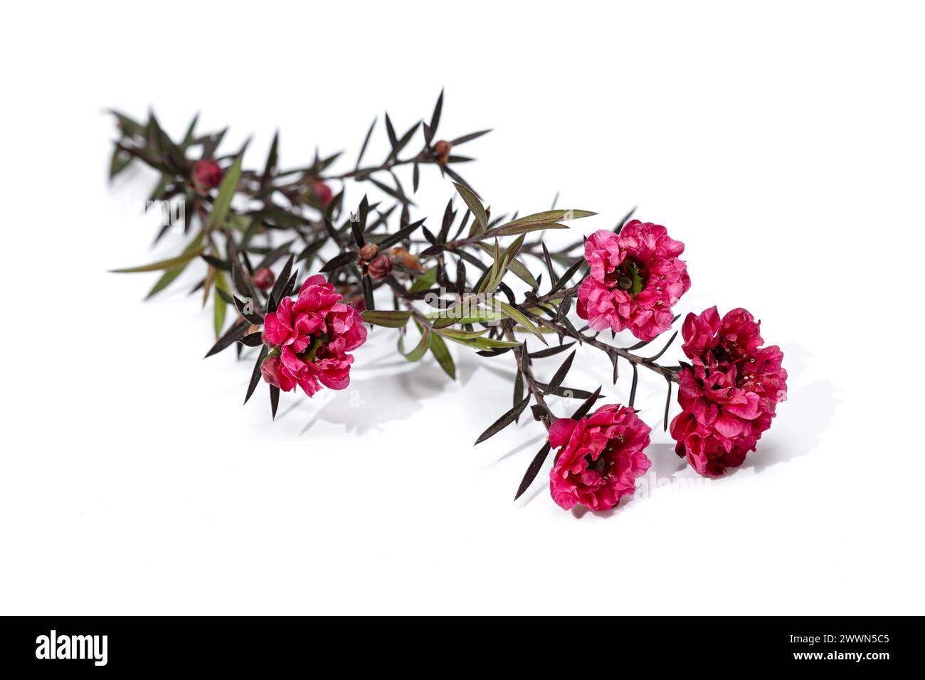 Brindille de Leptospermum scoparium avec fleurs roses fleuries isolées sur fond blanc Banque D'Images