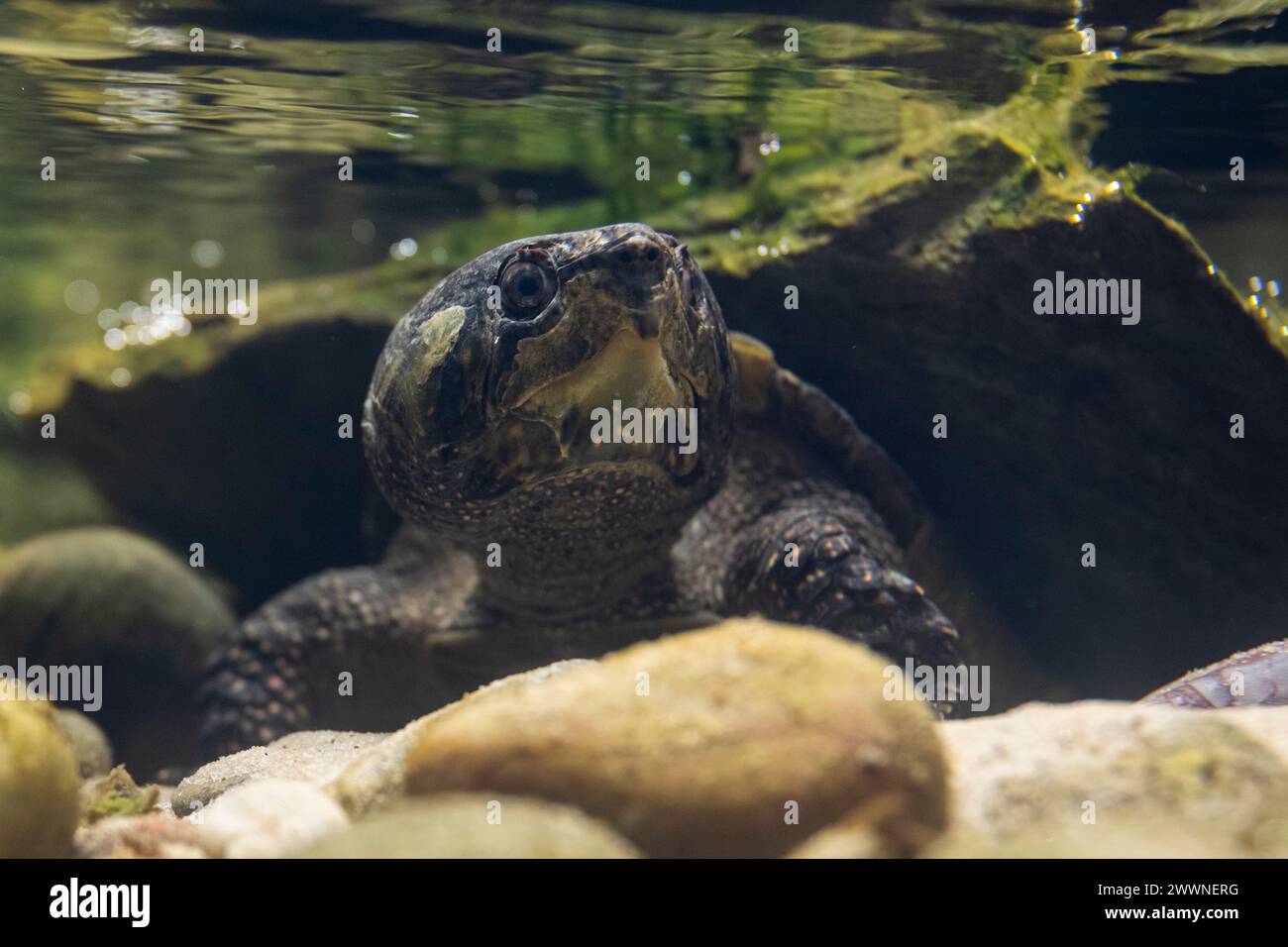 Londres, Royaume-Uni. 25 mars 2024. Tortue à grosse tête (Platysternon megacephalum) en avant-première de la nouvelle expérience vie secrète des reptiles et des amphibiens au zoo de Londres, avant son ouverture au public le vendredi 29 mars. Credit : Stephen Chung / Alamy Live News Banque D'Images