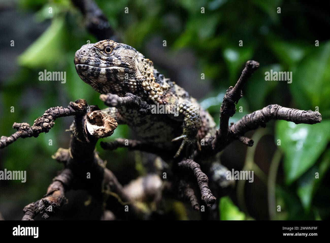 Londres, Royaume-Uni. 25 mars 2024. Lézard crocodile (Shinisaurus crocodilurus) en avant-première de la nouvelle expérience vie secrète des reptiles et des amphibiens au zoo de Londres, avant son ouverture au public le vendredi 29 mars. Credit : Stephen Chung / Alamy Live News Banque D'Images