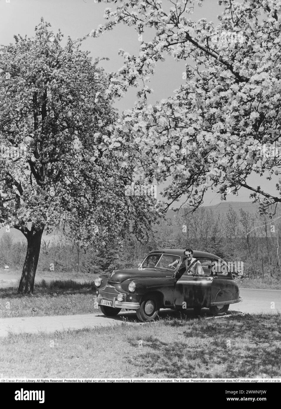 Vaction en Italie dans le 1951. Un homme à sa voiture pendant un voyage de vacances en voiture en Italie. Il est garé sur une petite route parmi les arbres fleuris. Conard ref 1666 Banque D'Images