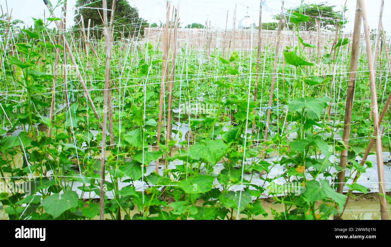 Terre agricole de concombre qui utilise des poteaux en bois pour soutenir les plantes Banque D'Images
