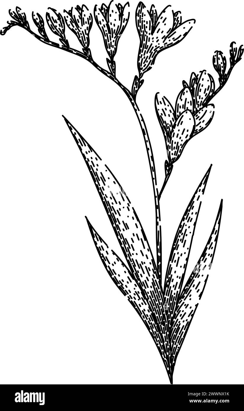 botanical freesia esquisse dessin à la main vecteur Illustration de Vecteur