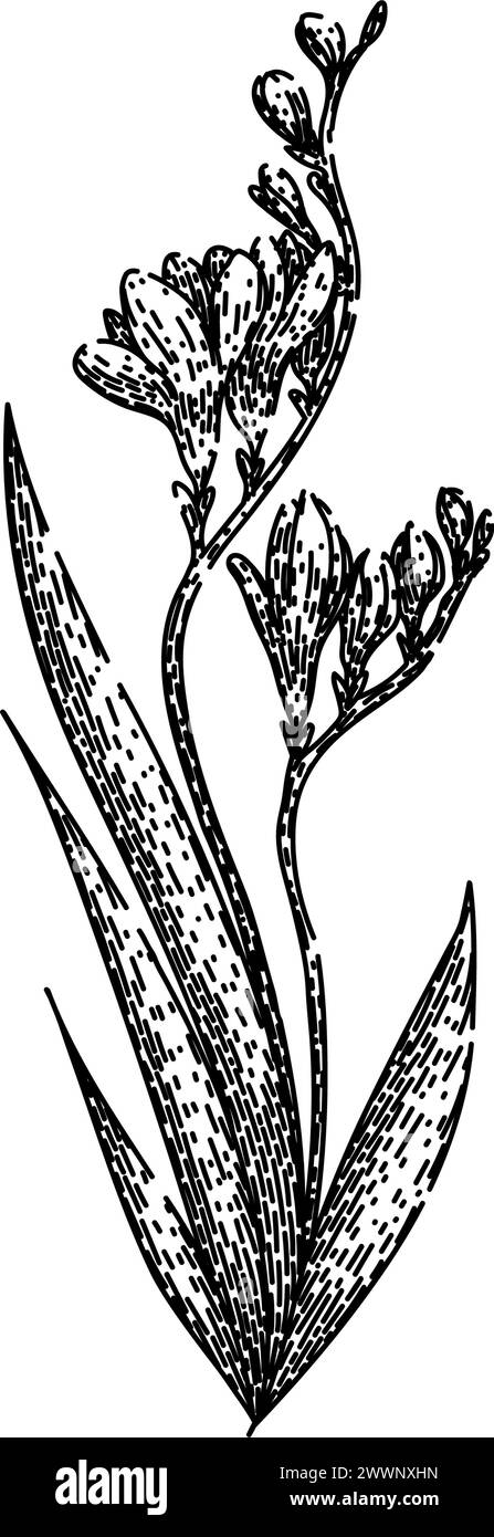 vecteur dessiné à la main par esquisse freesia violet Illustration de Vecteur