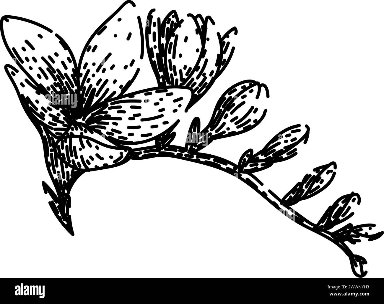 fleur freesia esquisse vecteur dessiné à la main Illustration de Vecteur