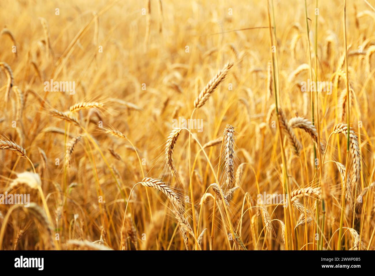 blé mûr doré sur fond jaune, symbolisant l'abondance et la prospérité, adapté aux conceptions d'emballages alimentaires, aux publicités de produits agricoles Banque D'Images