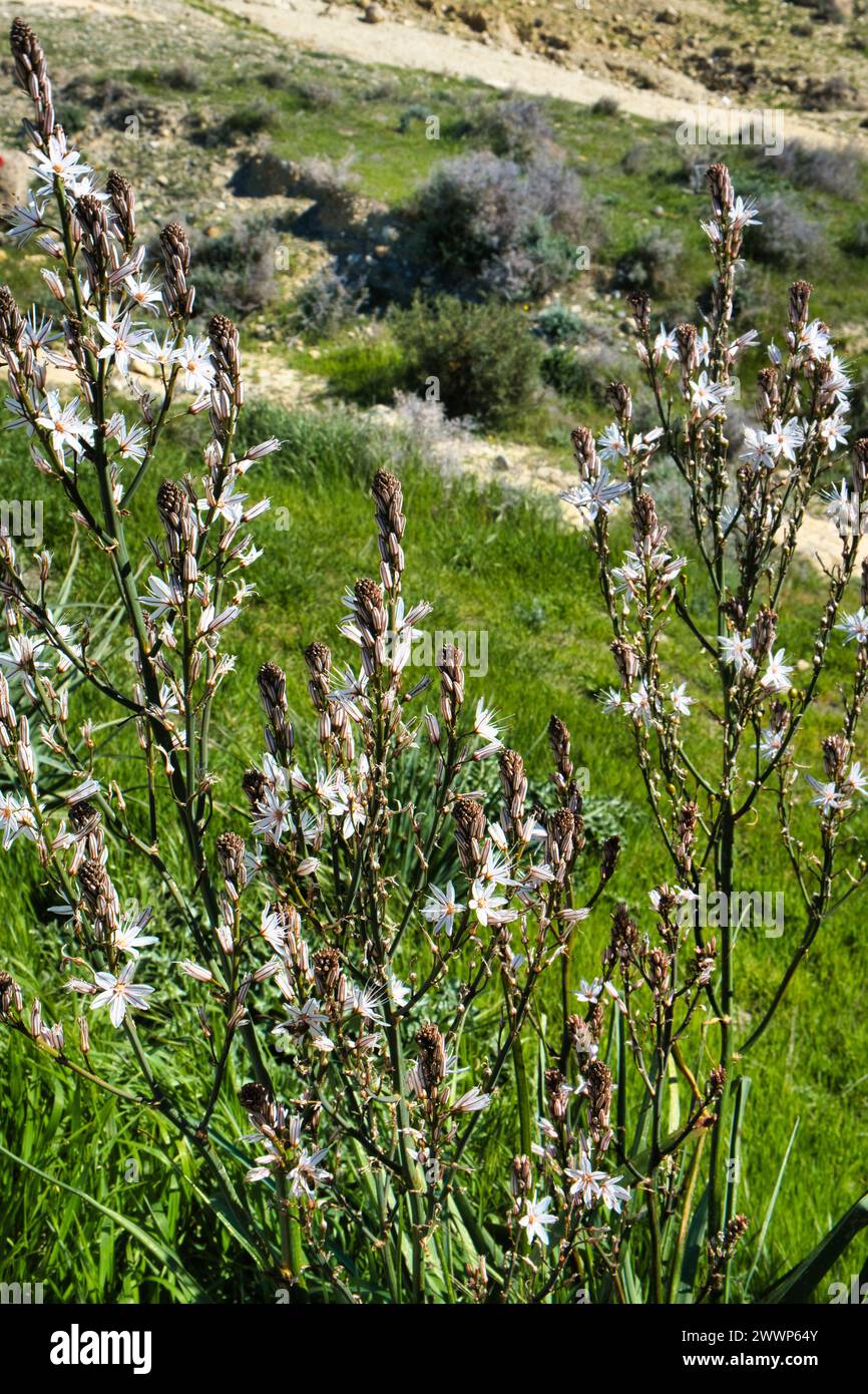 Floraison Asphodelus ramosus (asphodel ramifié), une plante commune en Méditerranée, dans les montagnes de Chypre Banque D'Images