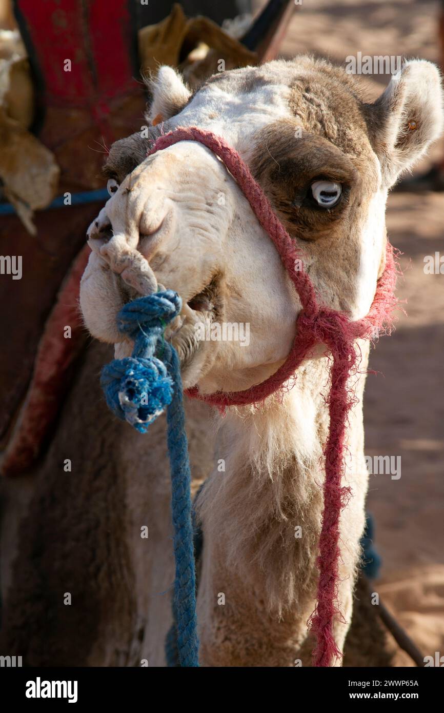 Festival international des nomades M'hamid El Ghizlane , Maroc Banque D'Images