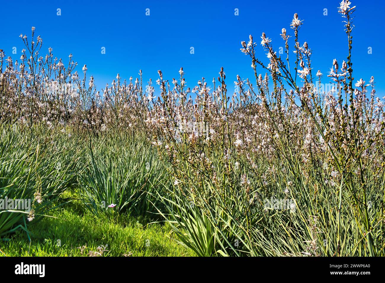 Un certain nombre de fleurs Asphodelus ramosus (asphodel ramifié), une plante commune en Méditerranée, dans les montagnes de Chypre. Point de vue bas de la caméra. Banque D'Images