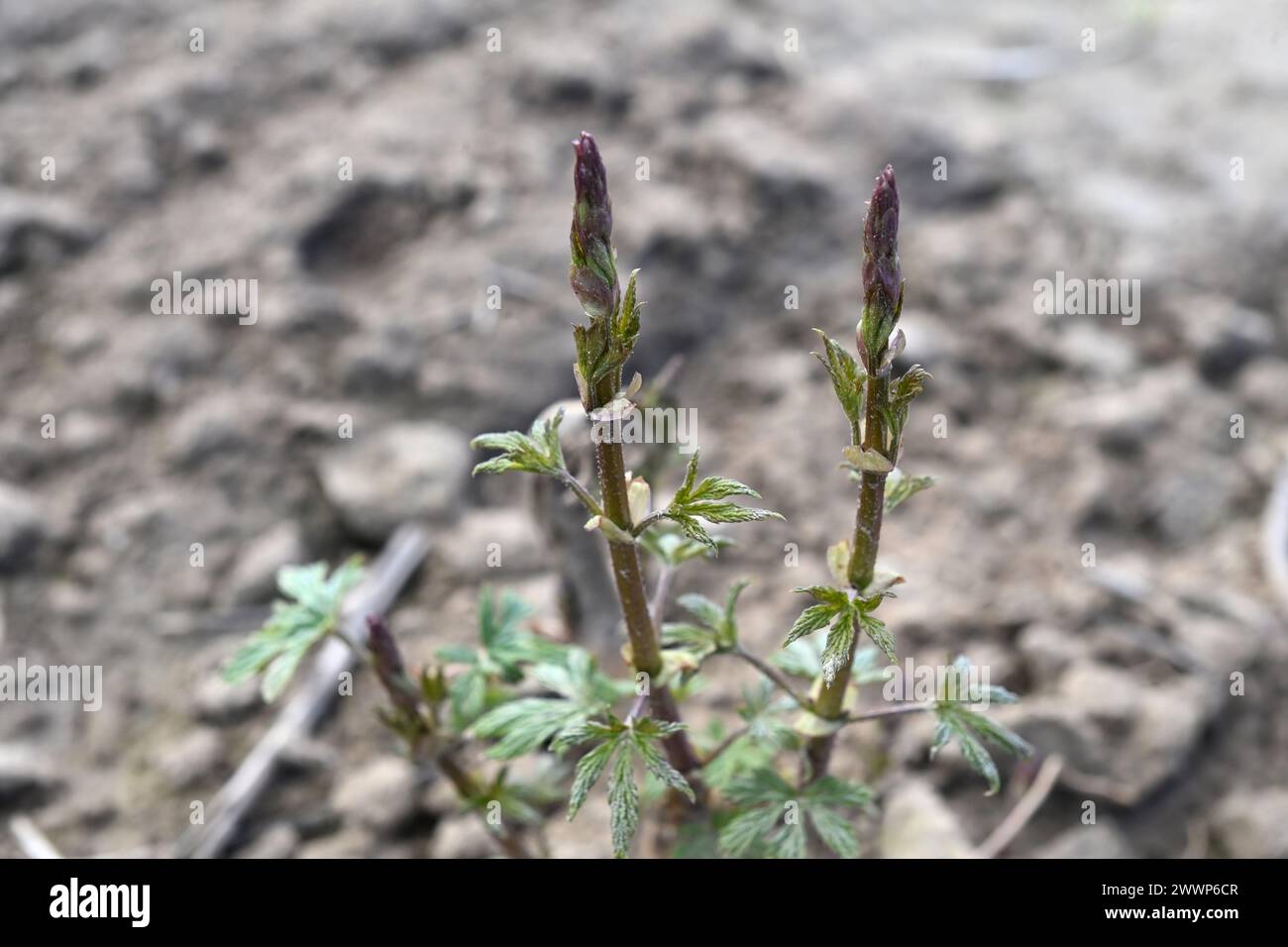 Les ouvriers de la coopérative de houblonnage de Zatec poursuivent la construction d’un chantier de production de houblon à la coopérative agricole de Kokory, district de Prerov, région d’Olomouc, le 25 mars 2024. Le plus grand producteur de houblon de Moravie a perdu près de 25 hectares de champs de houblon lors d'une tempête et de vents violents l'année dernière. Des vignes de houblon rampantes. (CTK photo/Ludek Perina) Banque D'Images