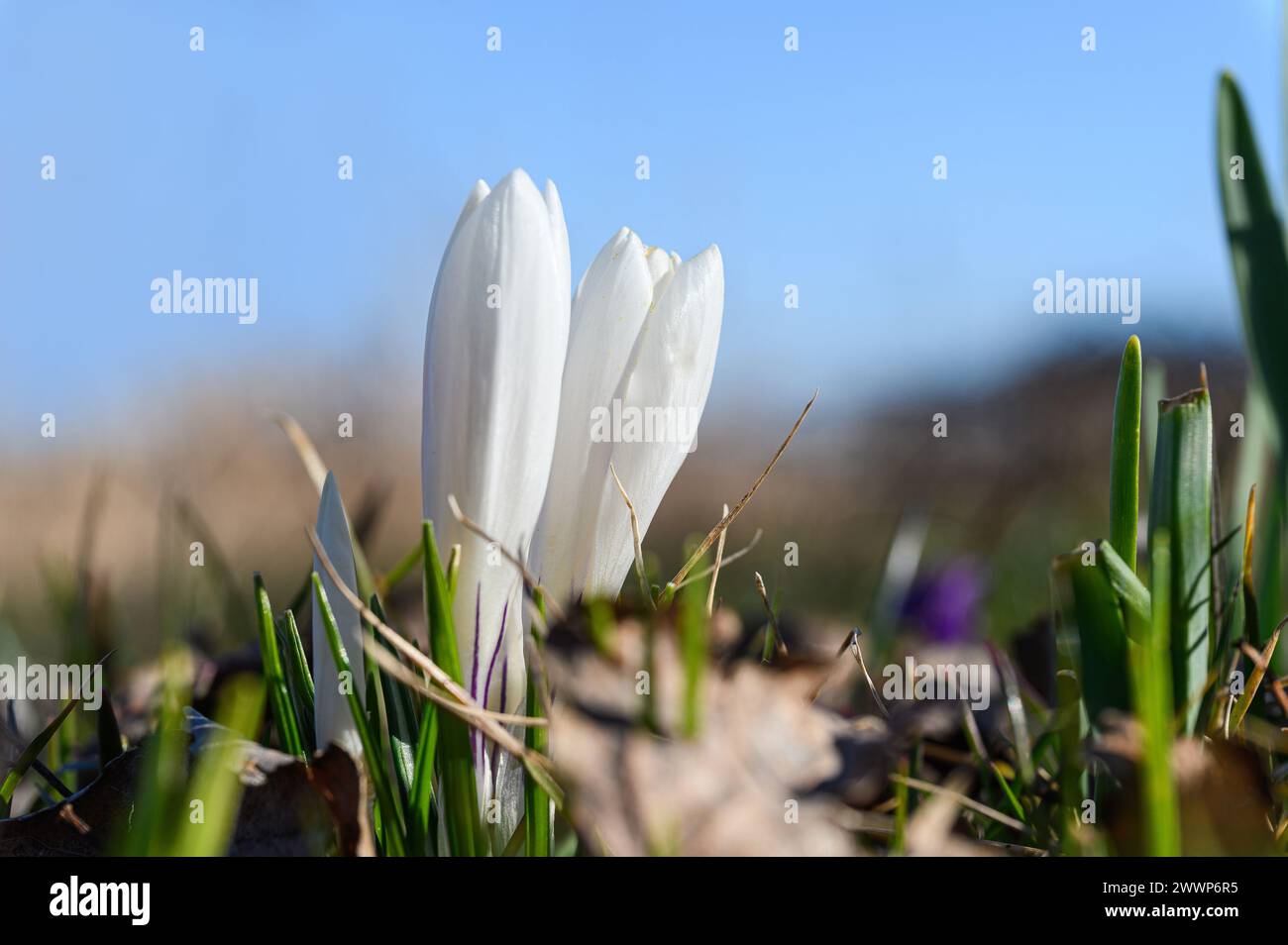 Gros plan de fleur de crocus blanche en fleurs. Groupe de fleurs sauvages avec des pétales blancs brillants contre le ciel bleu. Banque D'Images