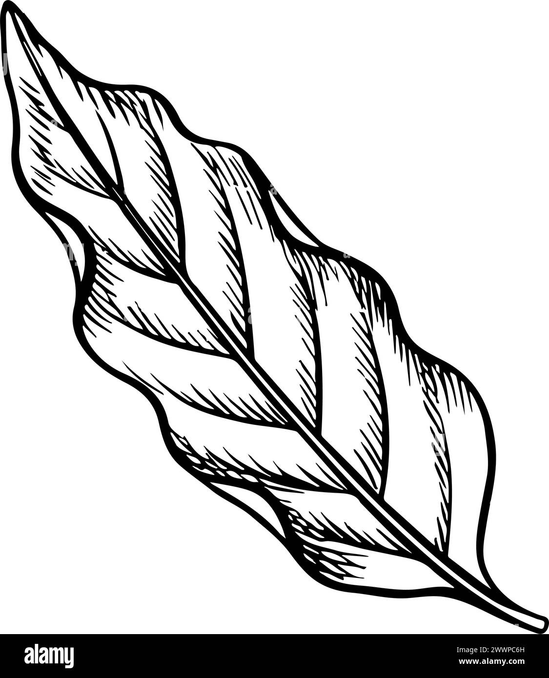 Une feuille du caféier. Une illustration dans le style d'une gravure. Graphiques vectoriels en noir et blanc. Pour emballages, logos et étiquettes. Pour les bannières Illustration de Vecteur