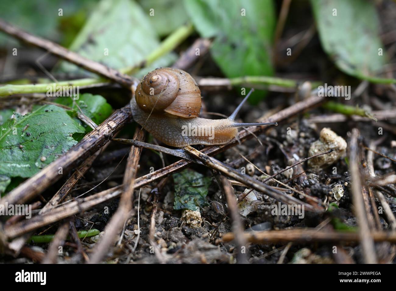 WHITE BEACH, Japon (29 février 2024) Un escargot est observé à White Beach Naval Facility au cours du projet de service communautaire « Jungle Attack » dans lequel des membres américains et japonais dégagent des chemins de jungle vers des tombes ancestrales et d’autres sites sacrés. Marine Banque D'Images