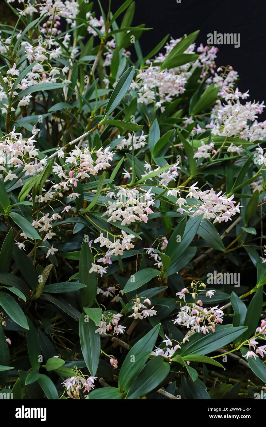 Orchidée, Dendrobium delicatum, Dendrobiinae, Orchidaceae. Dendrobium est un genre d'orchidées principalement épiphytes et lithophytes. Banque D'Images