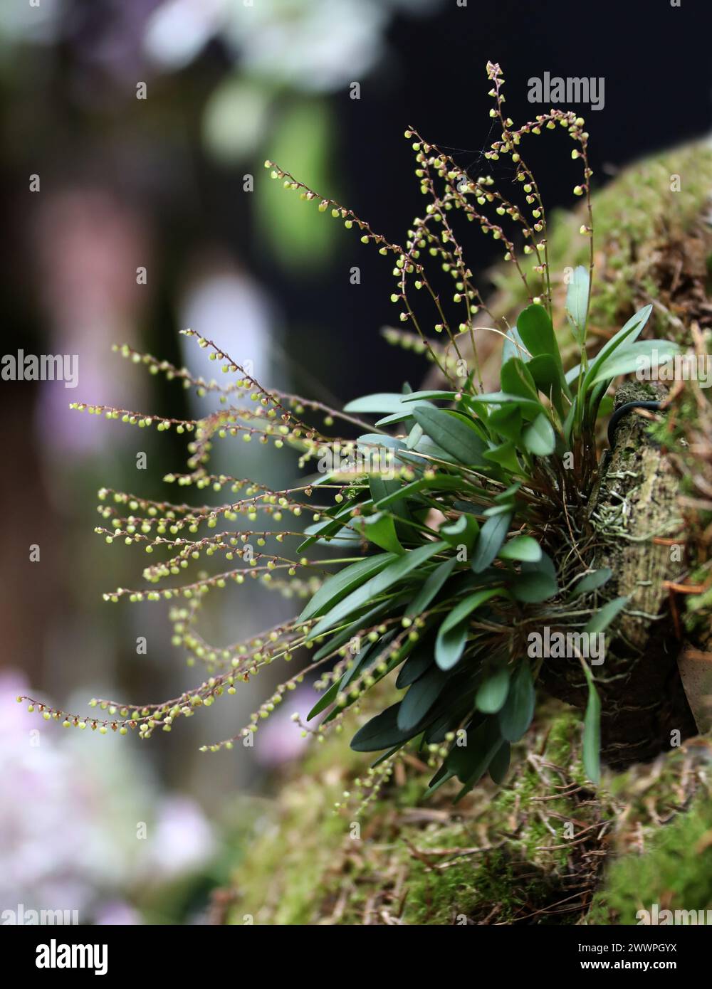 Leach Orchid, Stelis drosophila, Pleurothallidinae, Epidendreae, Orchidaceae. On le trouve au Venezuela, en Guyane, au Surinam et au Brésil dans les forêts nuageuses. Banque D'Images