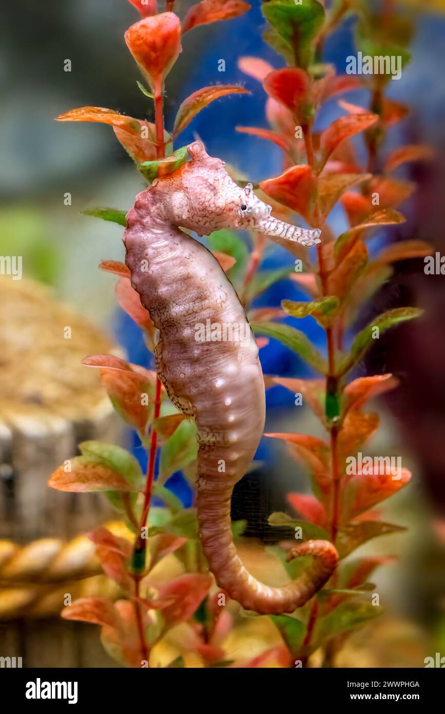 Hippocampe à museau long d'Australie occidentale, hippocampe elongatus, ou subelongatus, adulte mature en rose. Vue de profil latérale. Banque D'Images