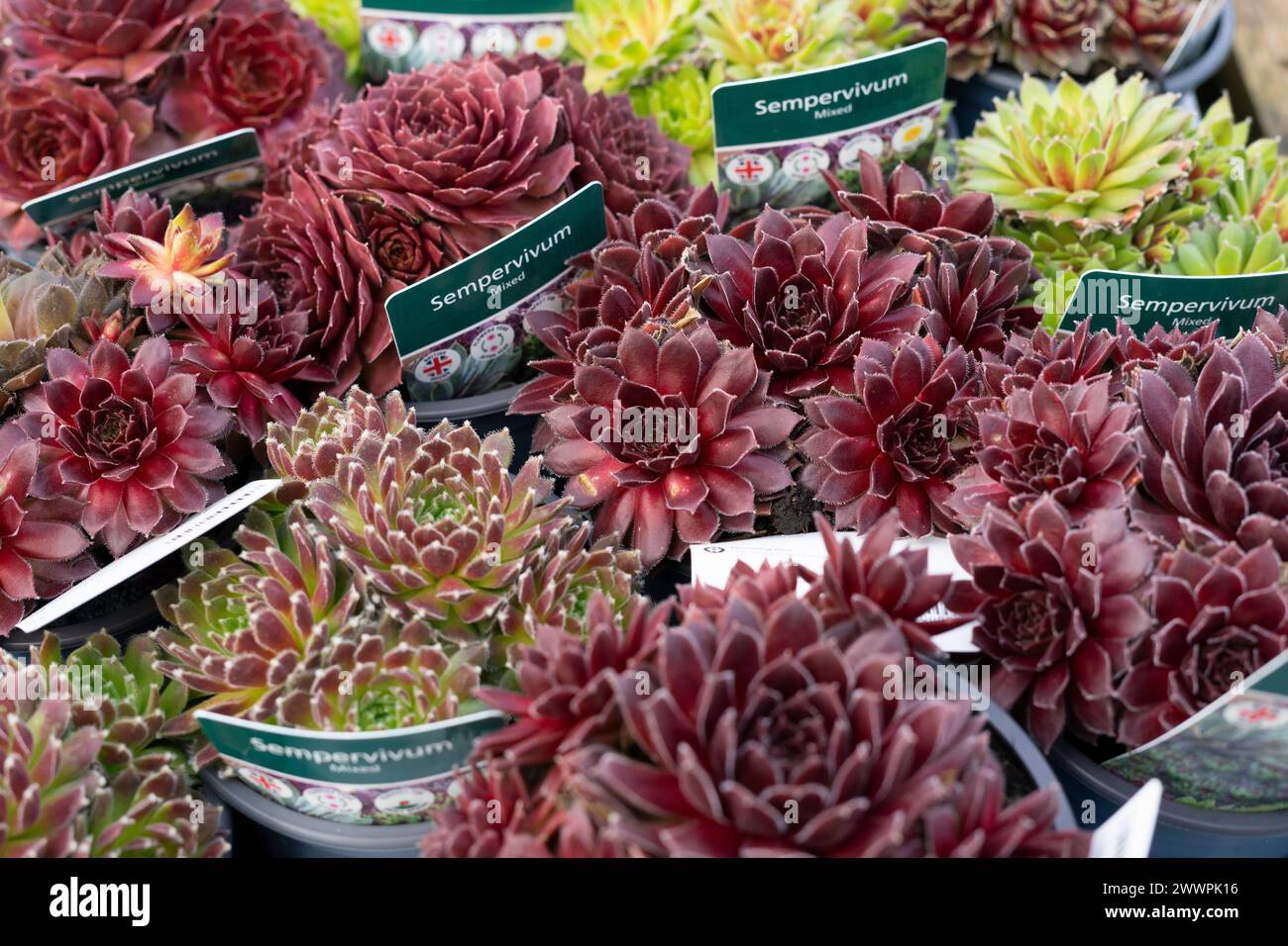 Image macro de plantes succulentes de Sempervivum, également connues sous le nom de houseleeks, dans un affichage de centre de jardin avec étiquettes de plantes montrant Banque D'Images