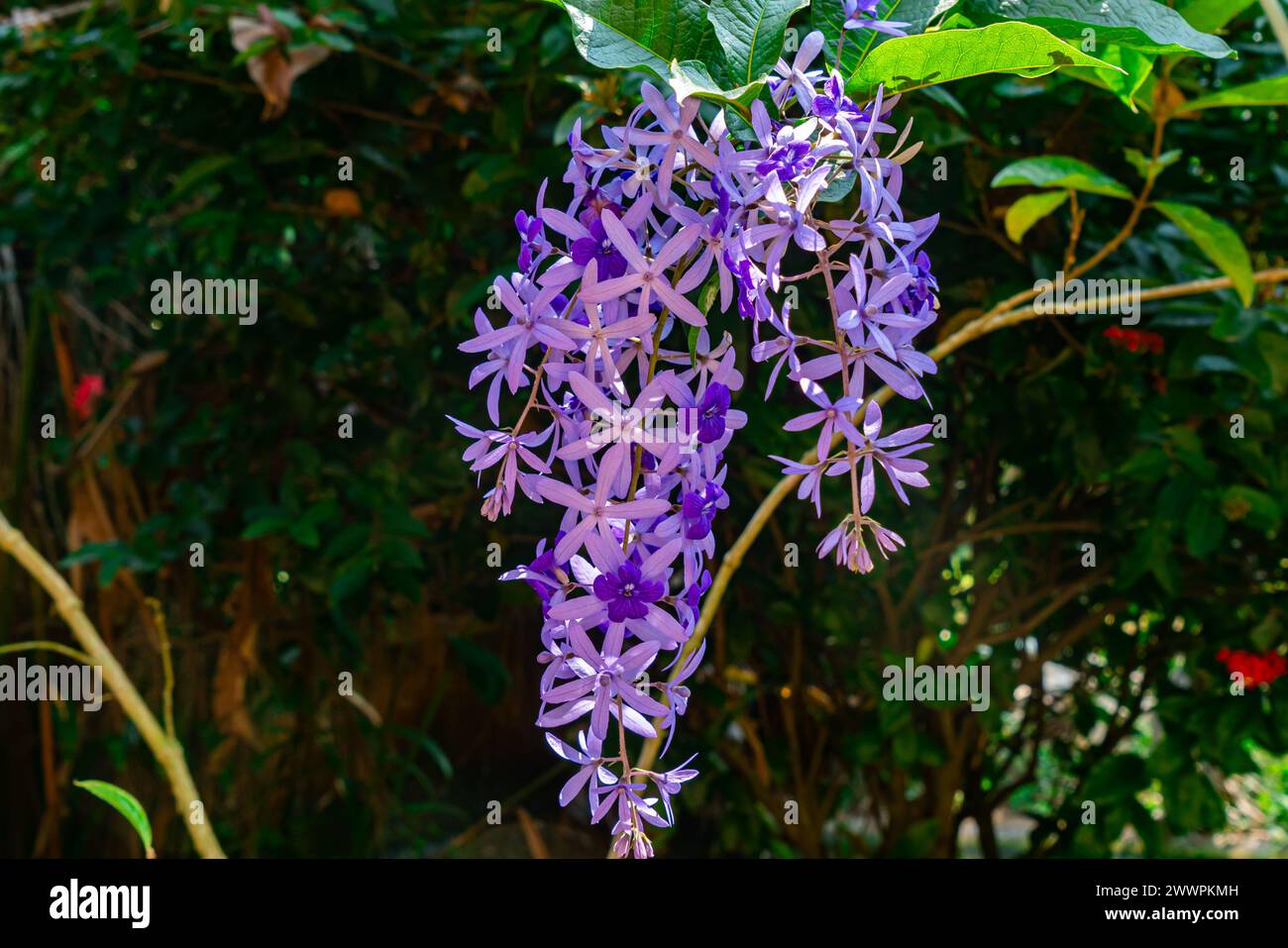 Bouquet de fleurs de couronnes violettes florissantes ou fleurs de vigne de papier de sable dans la vigne. Banque D'Images