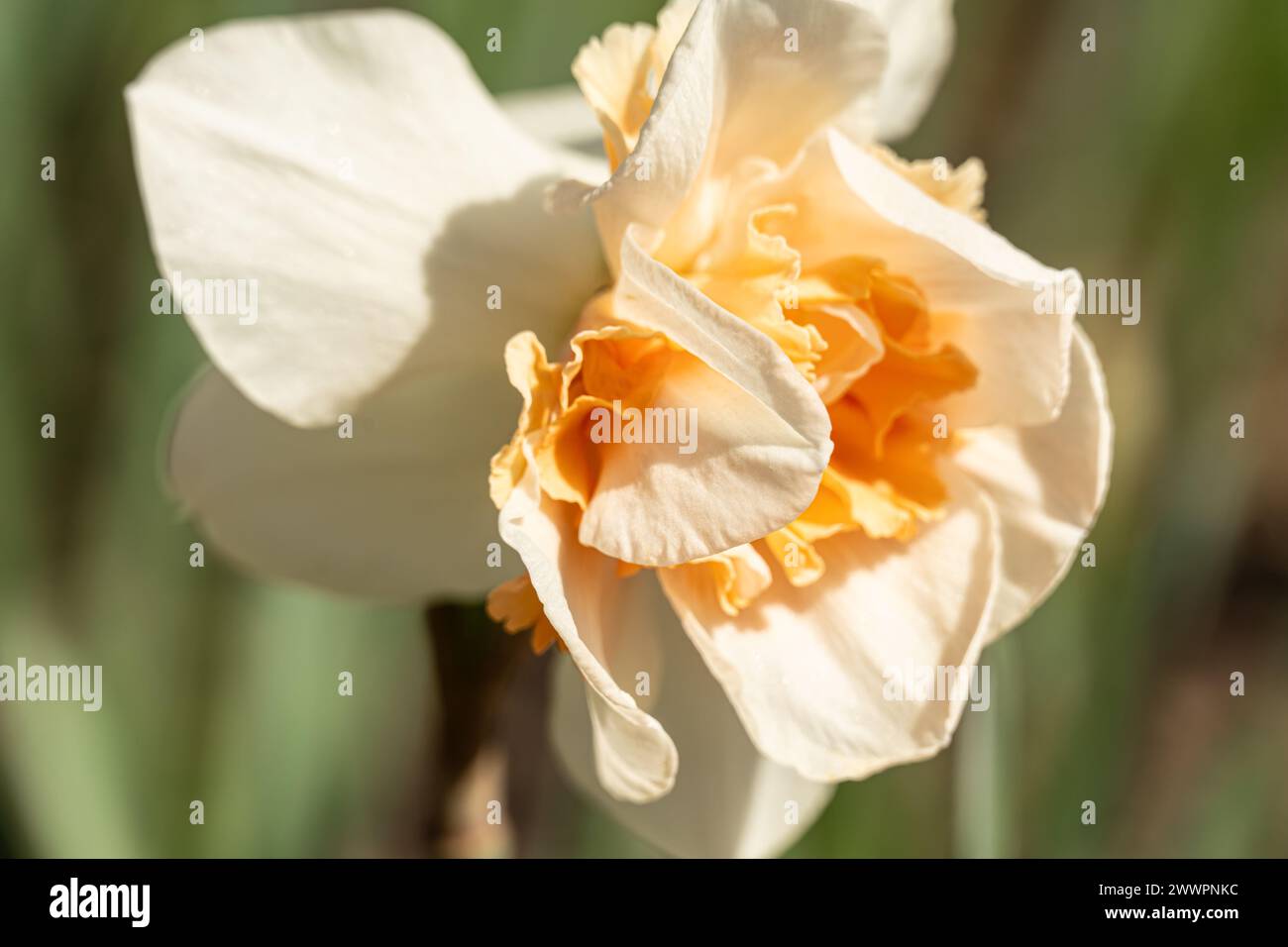 Peach Prince jonquille fleurit au jardin botanique d'Atlanta à Midtown Atlanta, Géorgie. (ÉTATS-UNIS) Banque D'Images