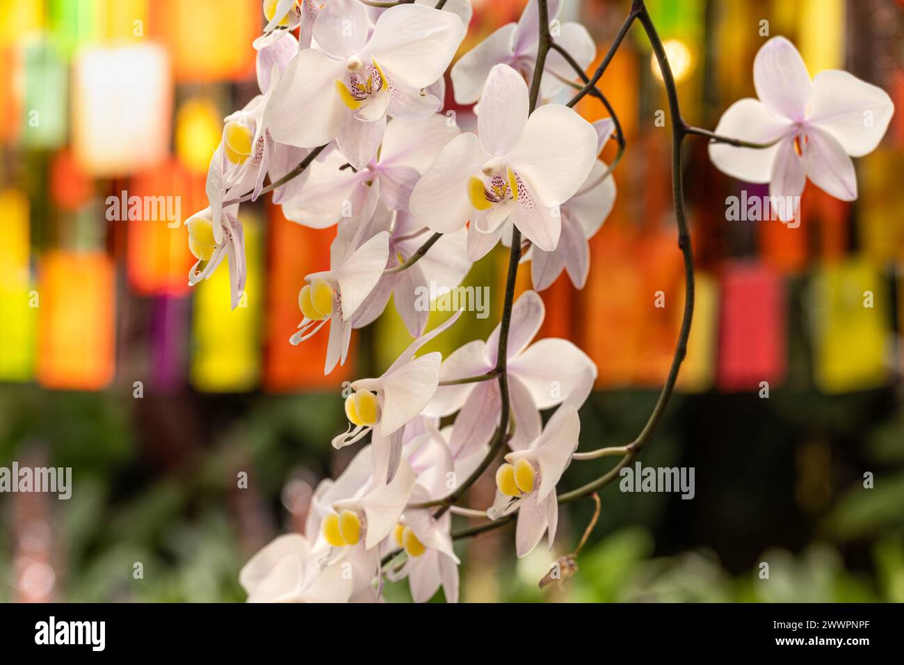 De belles orchidées exposées au jardin botanique d'Atlanta à Midtown Atlanta, Géorgie. (ÉTATS-UNIS) Banque D'Images