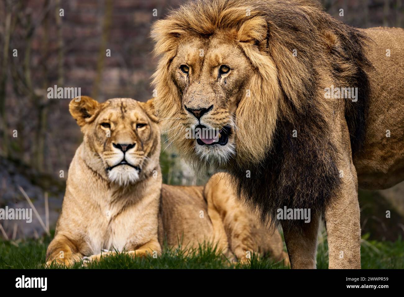 Deux lions dans l'herbe, regardant vers l'avant pour la proie Banque D'Images
