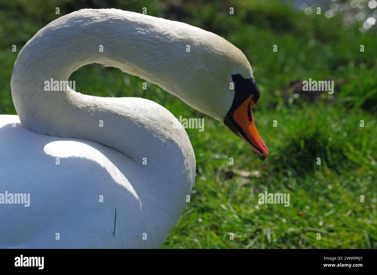 Tête de cygne en portrait. Banque D'Images