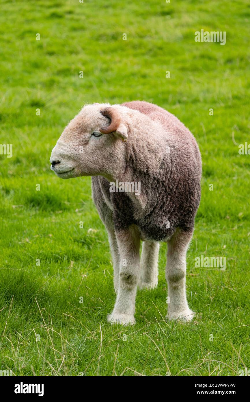 Herdwick tup, bélier, mouton, Lake district, Cumbria, ROYAUME-UNI Banque D'Images