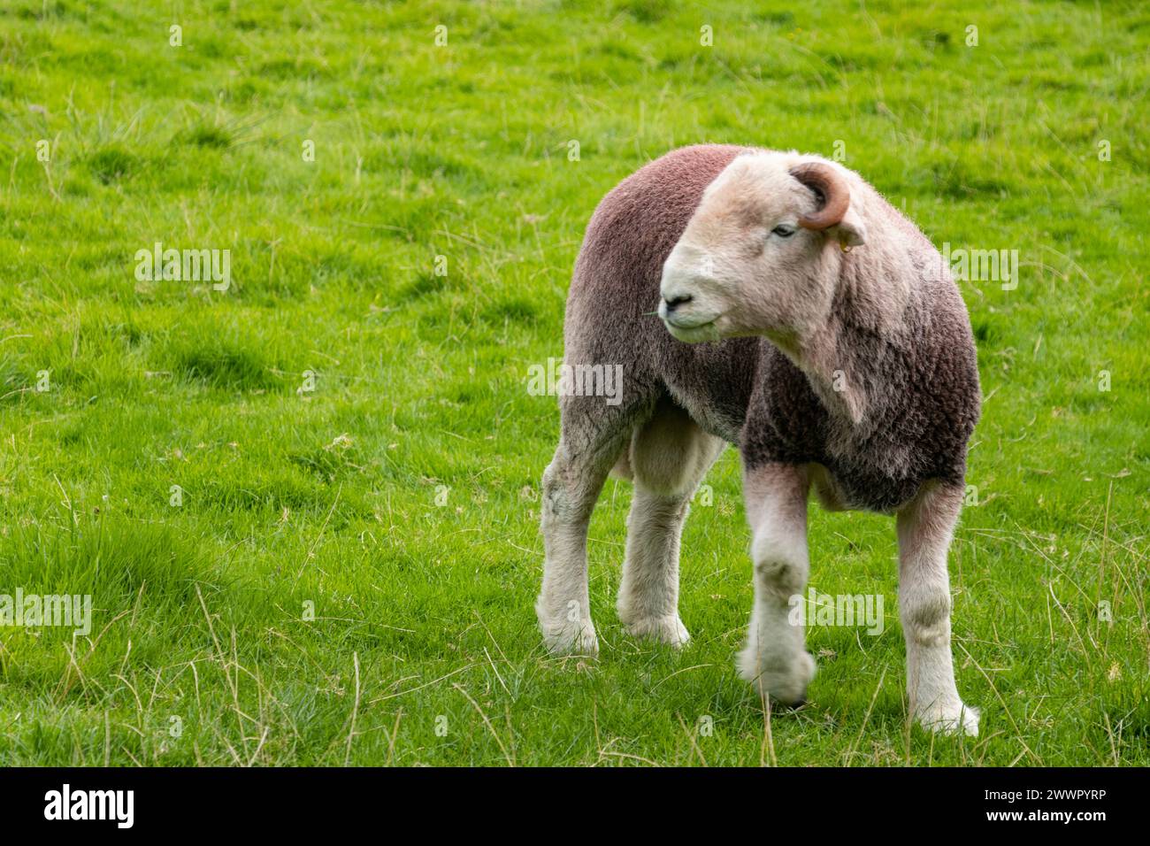 Herdwick tup, bélier, mouton, Lake district, Cumbria, ROYAUME-UNI Banque D'Images