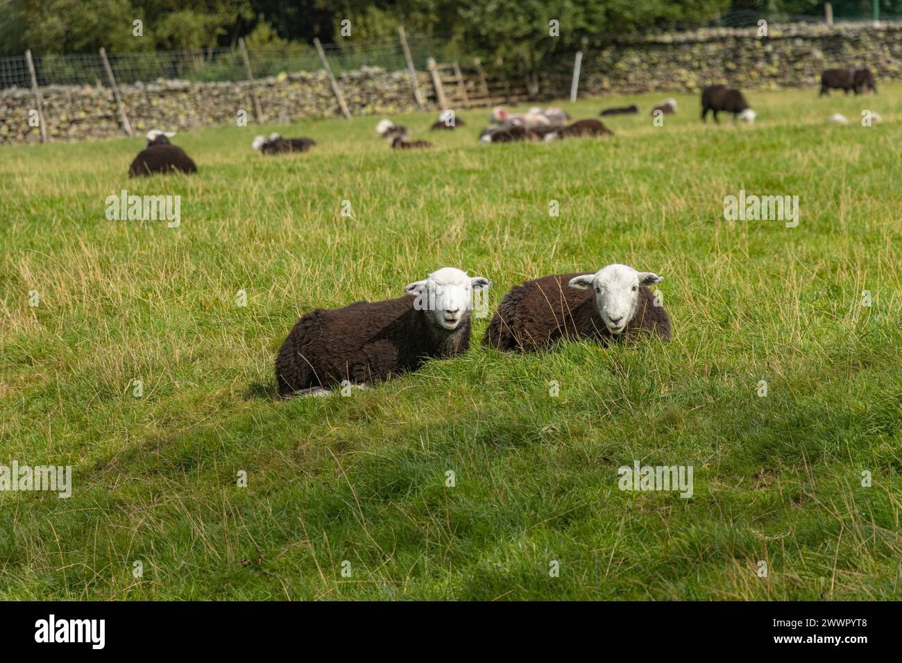 Mouton Herdwick, noir et blanc, région des lacs, Cumbria, Royaume-Uni Banque D'Images