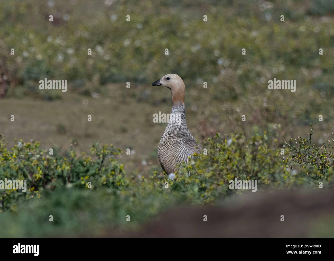 Tête d'oie (Chloephaga rubidiceps), île de Saunders, Malouines, janvier 2024 Banque D'Images