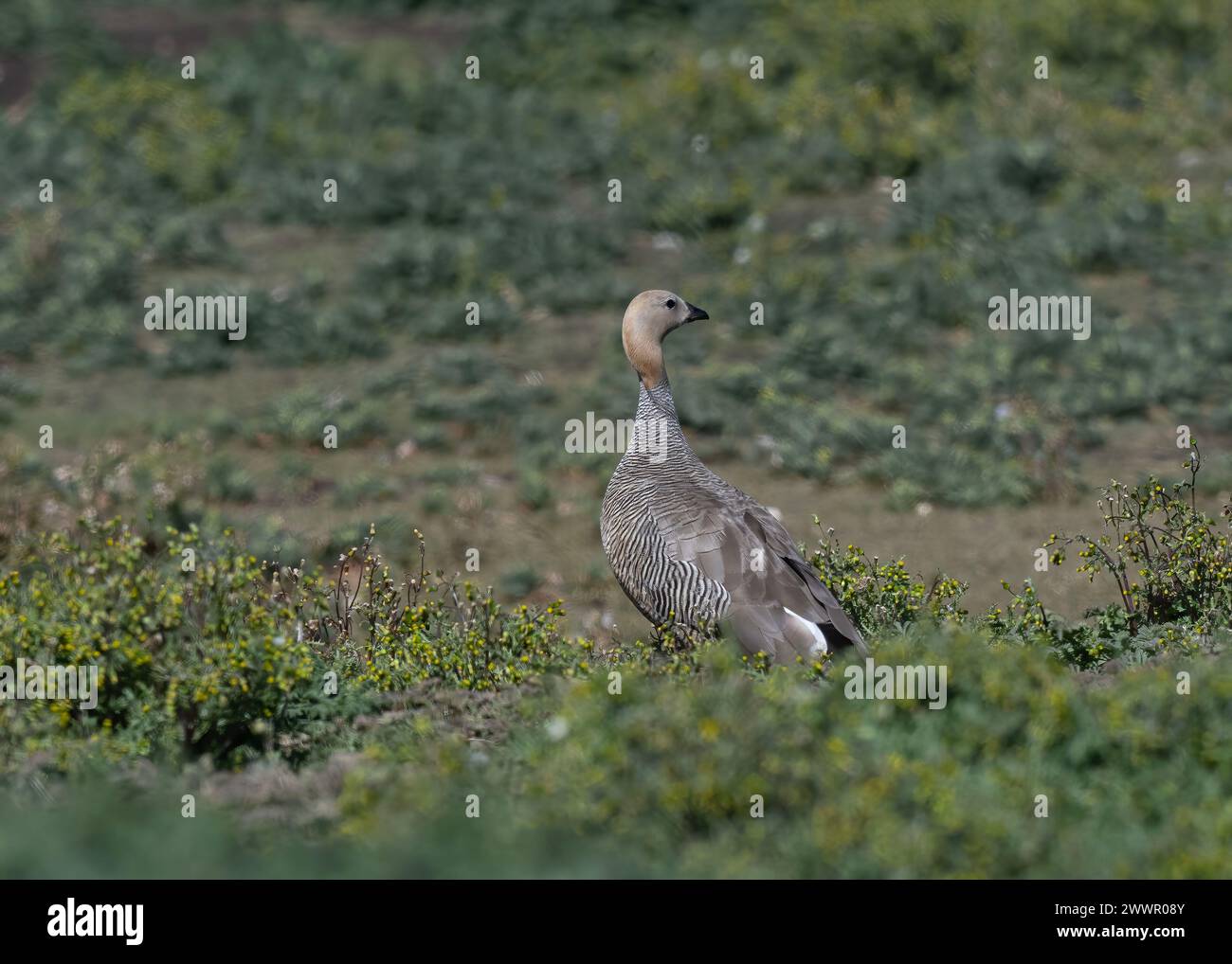 Tête d'oie (Chloephaga rubidiceps), île de Saunders, Malouines, janvier 2024 Banque D'Images