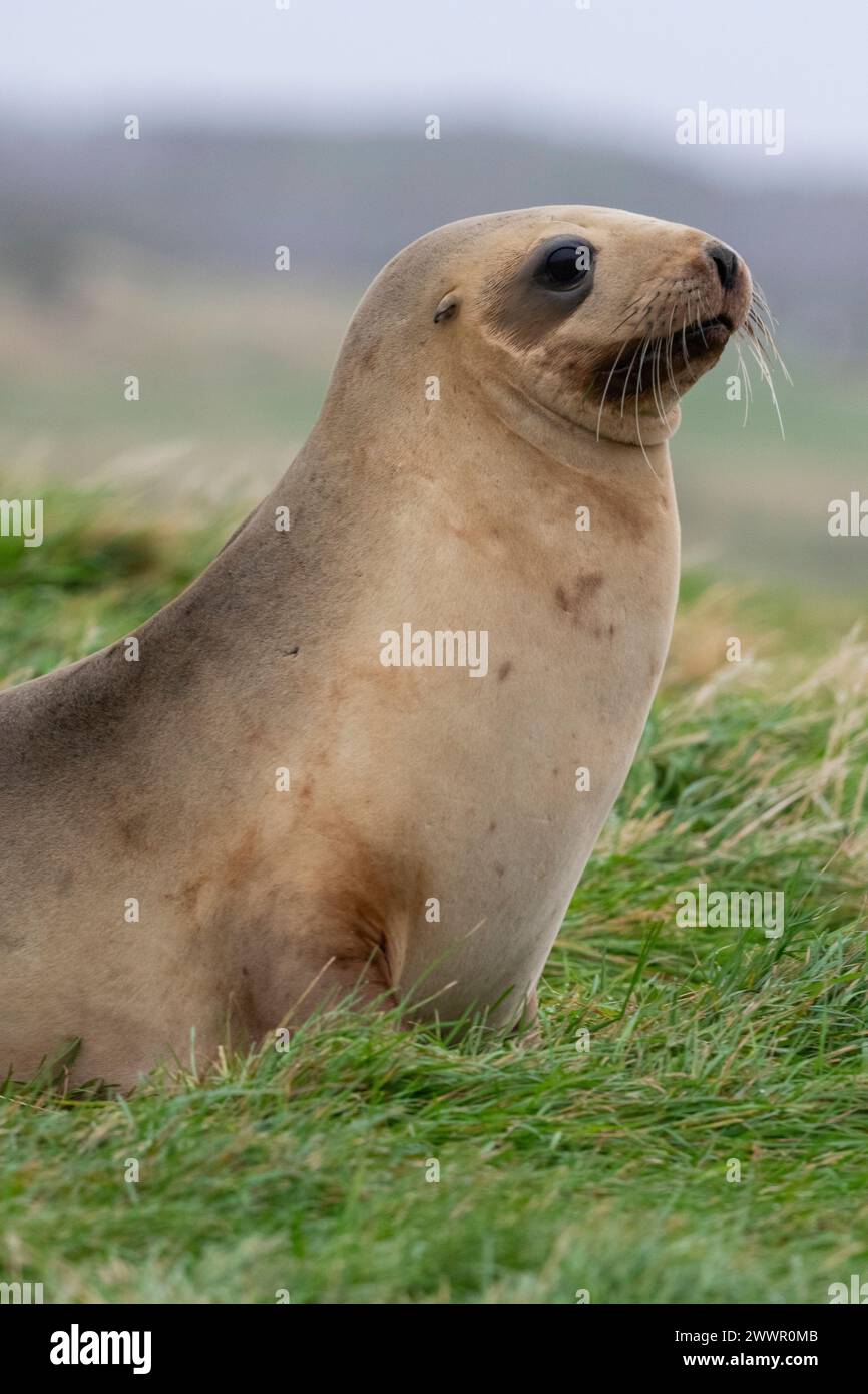 Nouvelle-Zélande, îles subantarctiques, îles d'Auckland, île d'Enderby. Lion de mer de Nouvelle-Zélande (Phocarctos hookeri) femelle. Espèces menacées. Banque D'Images