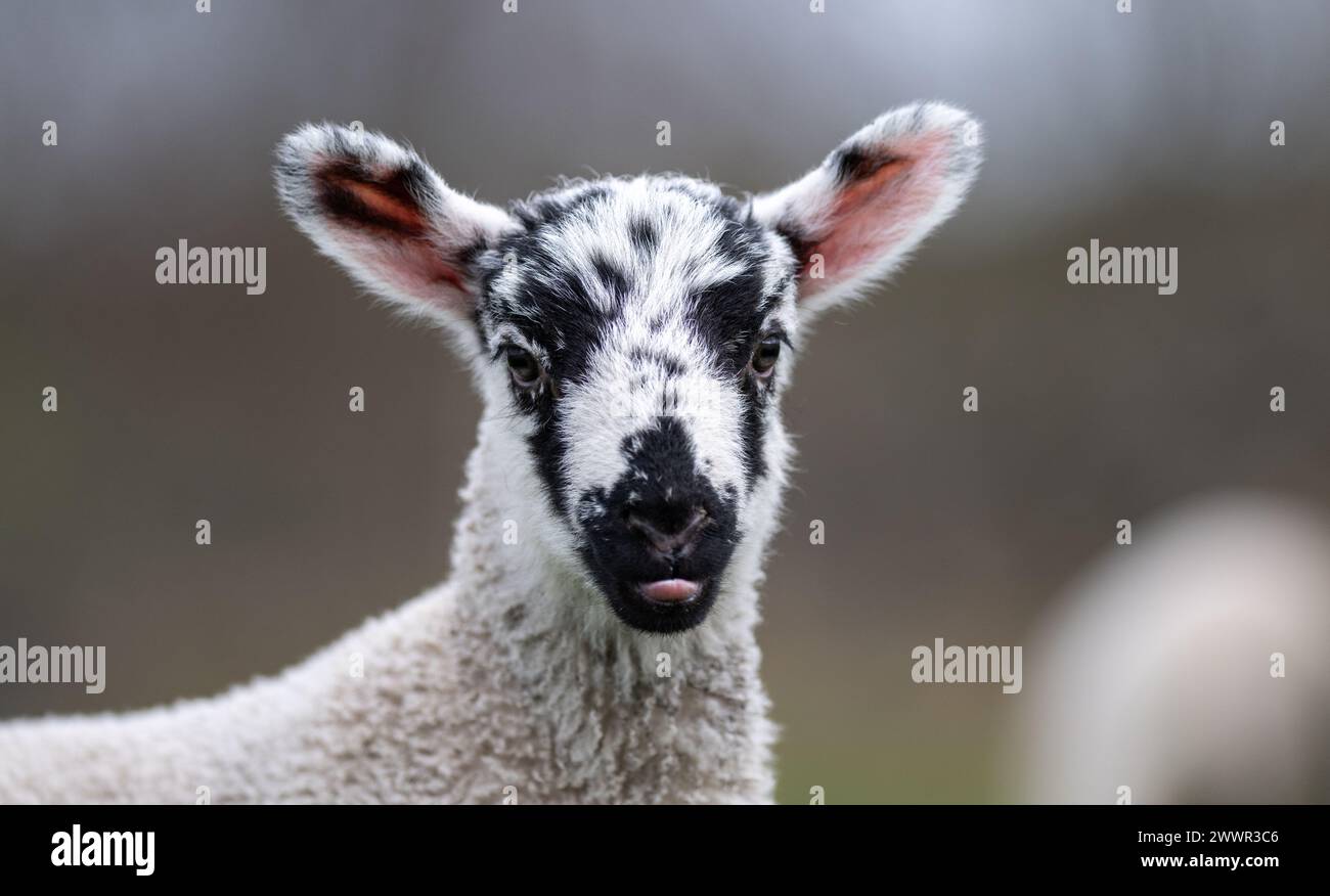 Jeune agneau espiègle qui sort la langue. Yorkshire Dales, Royaume-Uni. Banque D'Images