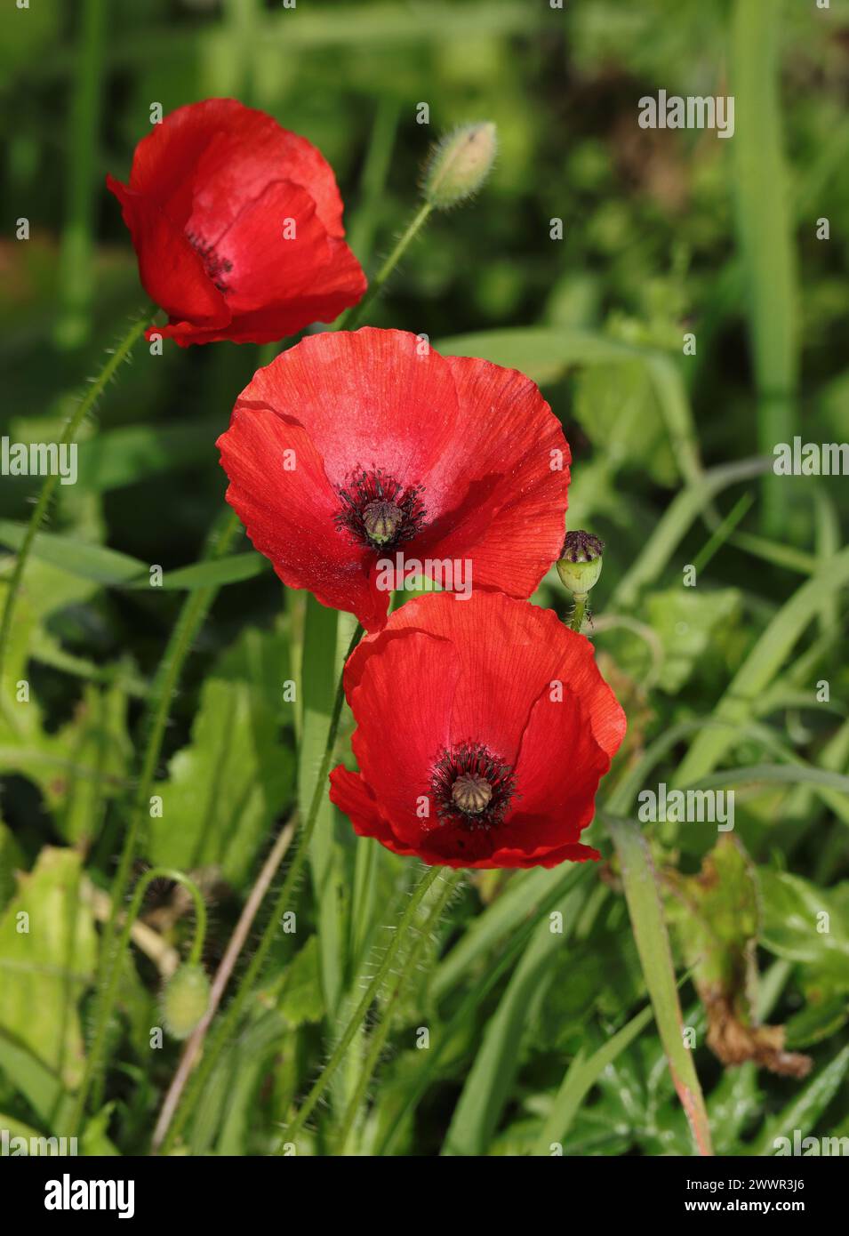 Coquelicots communs rouges également connu sous le nom de coquelicots de Flandre - Papaver rhoeas, poussant à l'état sauvage dans un champ agricole à Oeiras, Lisbonne. Banque D'Images