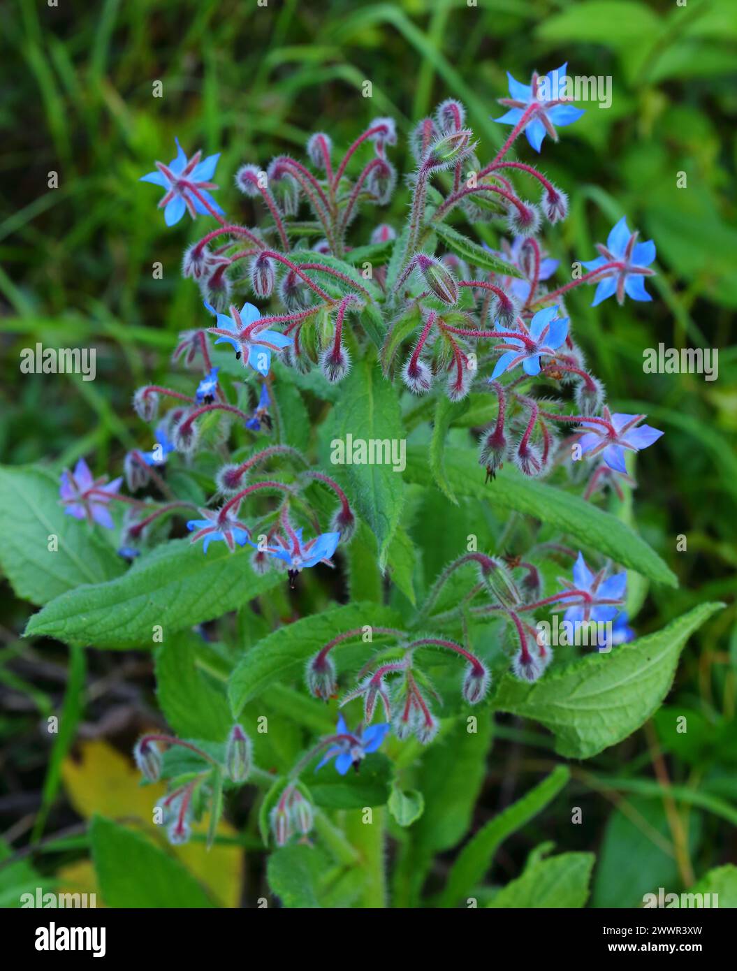 Fleurs de bourrache poussant dans la nature. Borago Officinalis, Boraginaceae. Printemps - Sintra, Portugal. Banque D'Images