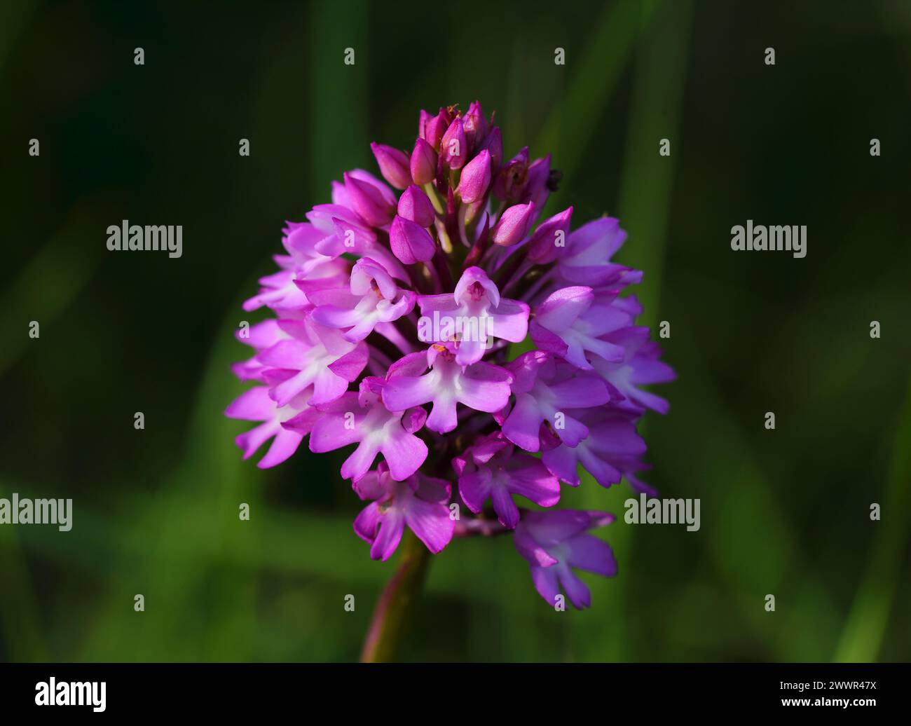 Printemps. Oeiras, Portugal. Fleurs printanières sauvages. Orchidée pyramidale - Anacamptis pyramidalis croissant dans la nature. Famille des Orchidaceae. Arrière-plan naturel Banque D'Images