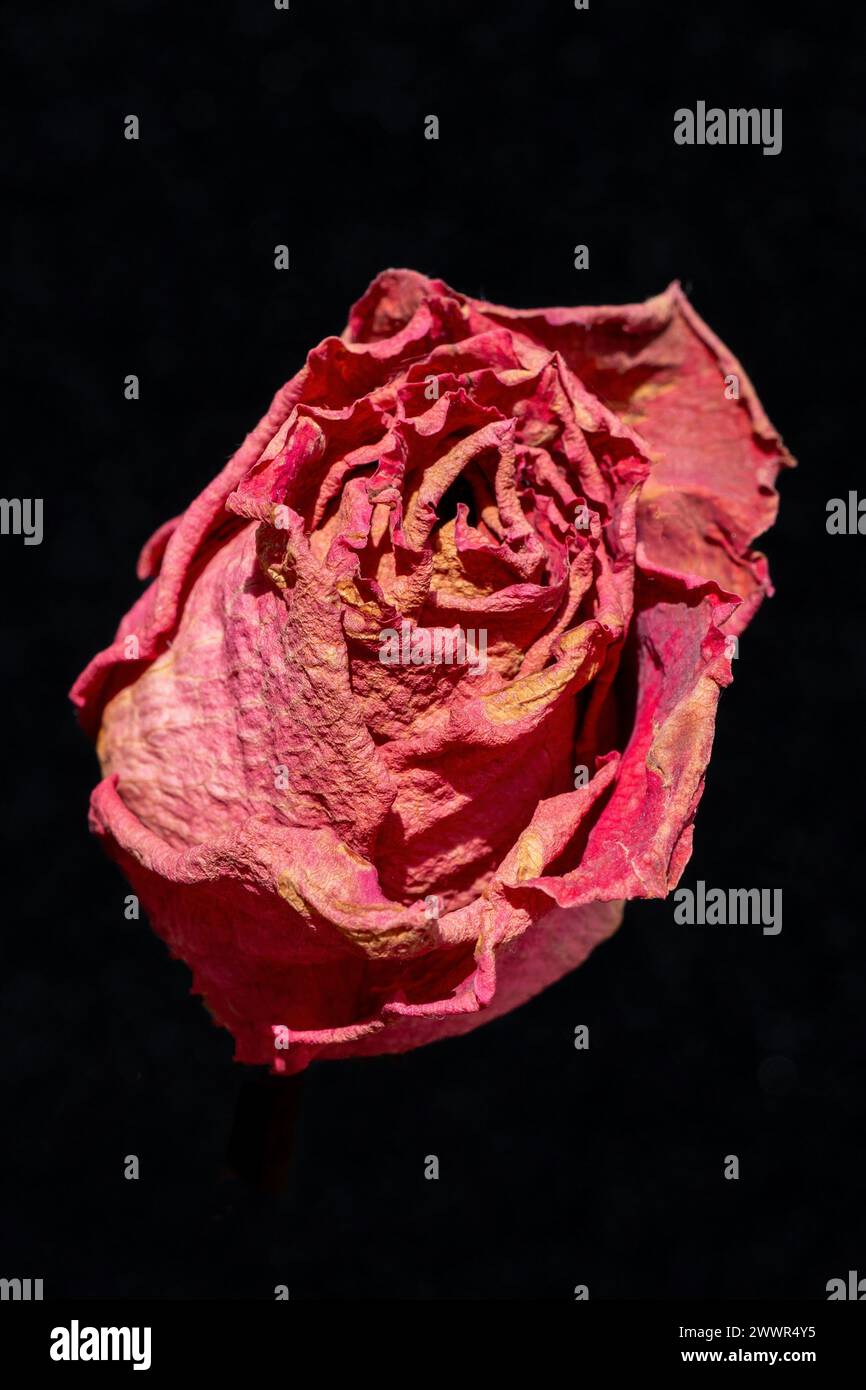 Roses séchées - gros plan d'une seule fleur de rose. Rose lilas. Couleur pastel. Texture, artistique. Concept mort, décoloration, moralité. Le temps passe. Banque D'Images