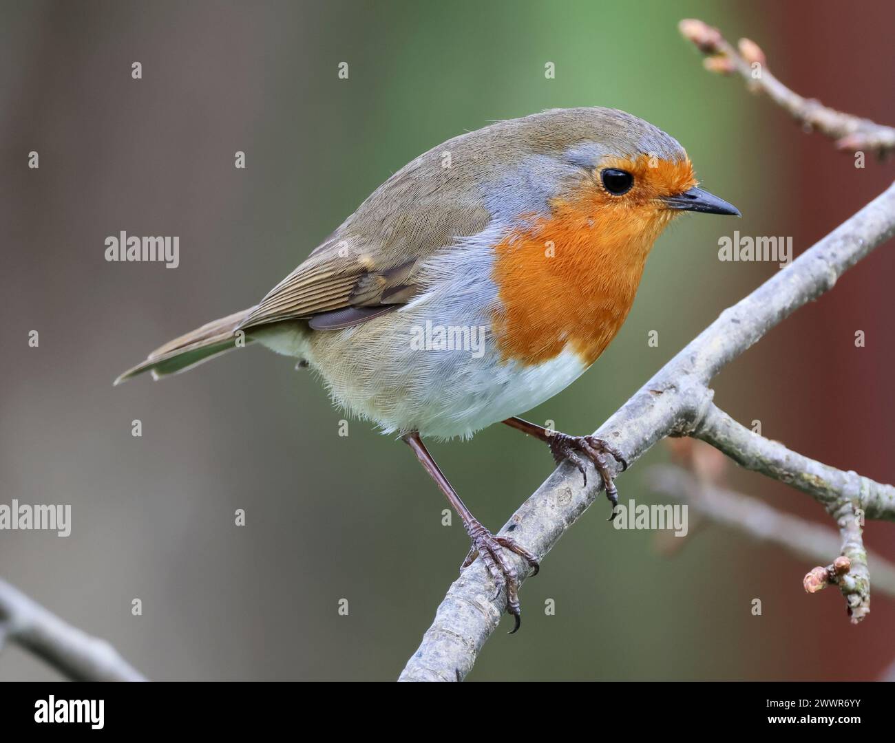 Une vue rapprochée de Robin (Erithacus rubecula) au soleil dans le Gloucestershire UK Banque D'Images