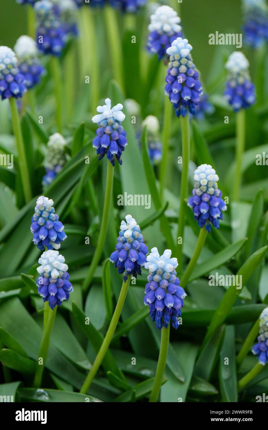 Muscari armeniacum touche de neige, jacinthe de raisin touche de neige, pointes de fleurs, bleu moyen avec des pointes blanches sur les bords des pétales Banque D'Images
