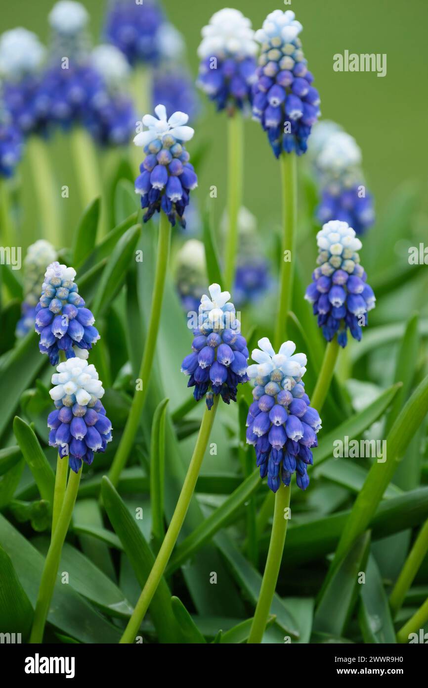 Muscari armeniacum touche de neige, jacinthe de raisin touche de neige, pointes de fleurs, bleu moyen avec des pointes blanches sur les bords des pétales Banque D'Images