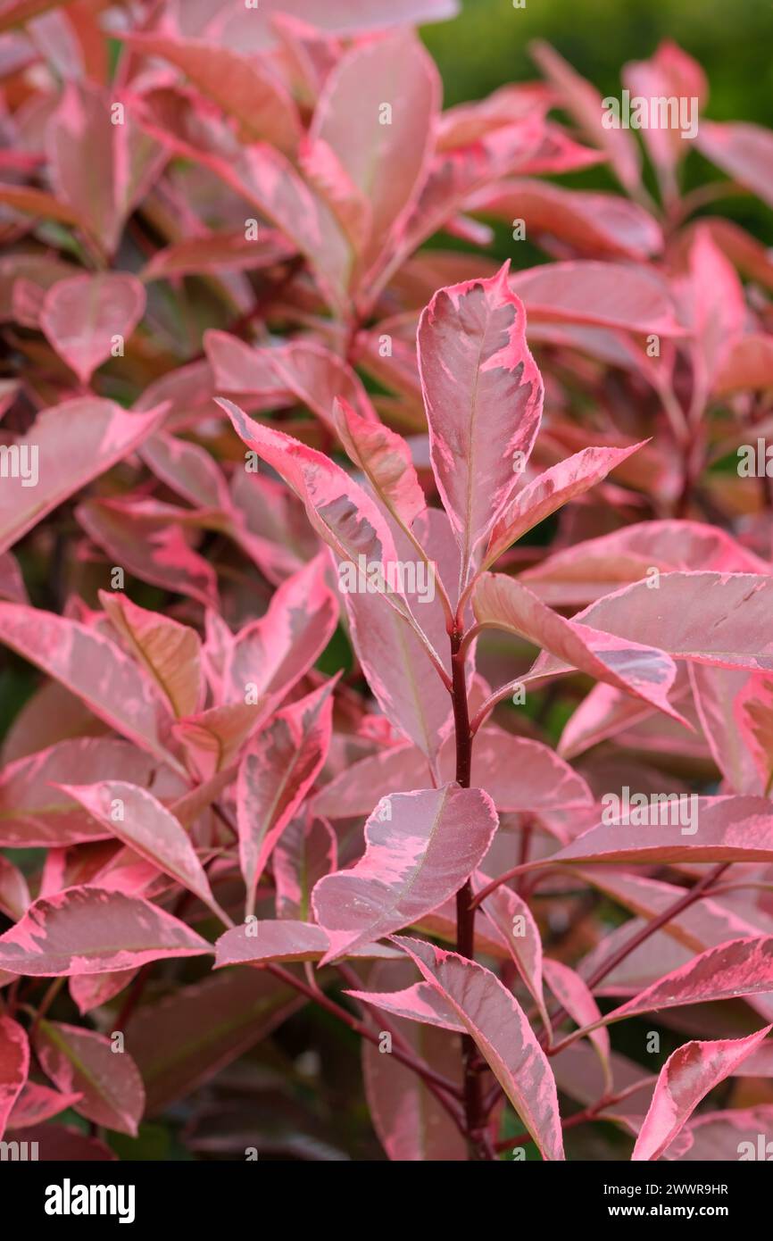 Baie de Noël Louise, Photinia × fraseri Mclarlou, feuilles en forme de lance initialement rouge à vert olive avec des marges roses Banque D'Images