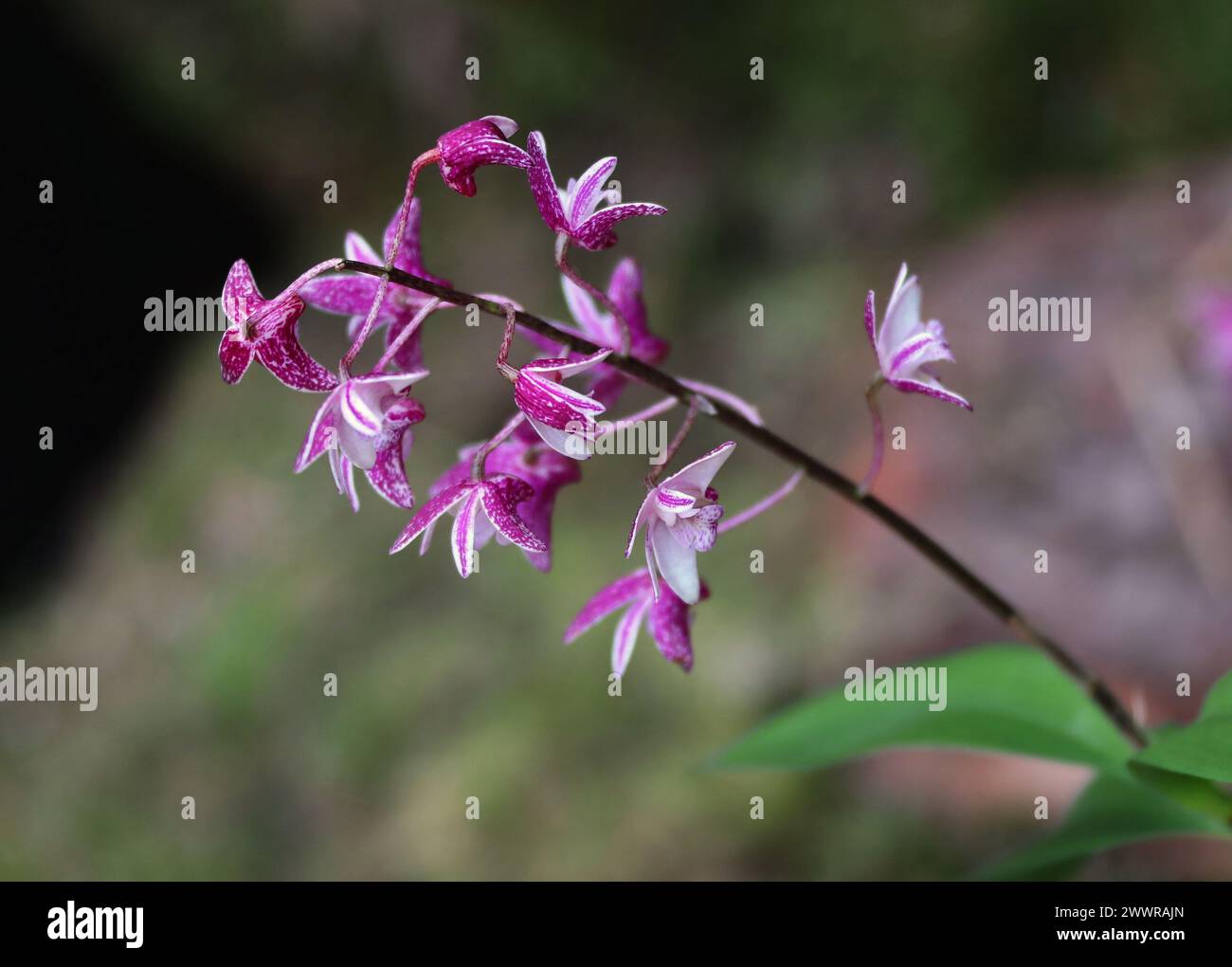 Orchidée, Dendrobium suffusum, Orchidaceae. Banque D'Images