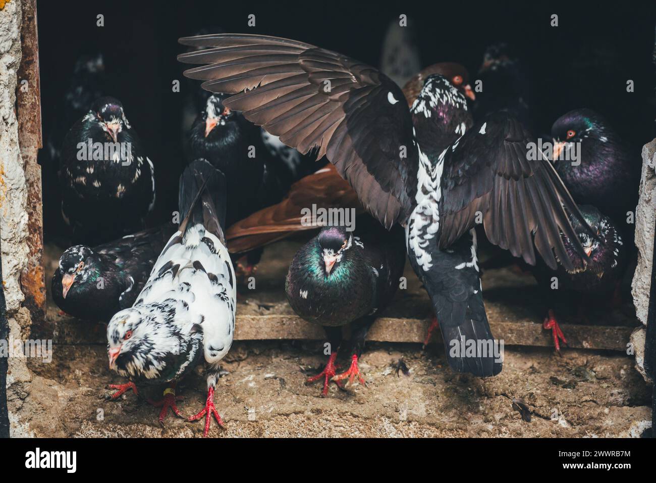 Waldviertler Kröpfer (Waldviertel Cropper Pigeon), Waldviertler Schecken, Schwarzschecken - une vieille race de pigeon du nord de l'Autriche Banque D'Images Waldviertler Kröpfer (Waldviertel Cropper Pigeon), Waldviertler Schecken, Schwarzschecken - une vieille race de pigeon du nord de l'Autriche Banque D'Images